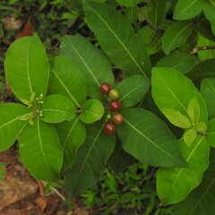 Rauvolfia tetraphylla