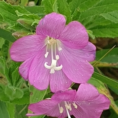 Epilobium hirsutum