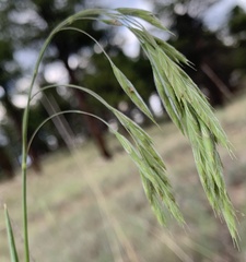 Bromus porteri