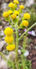 Senecio madrensis