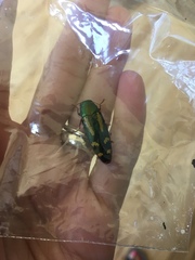 Buprestis rufipes