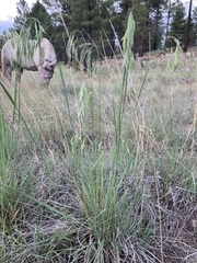 Bromus porteri