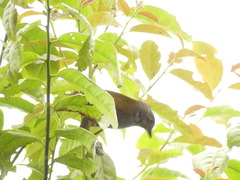 Chlorospingus semifuscus