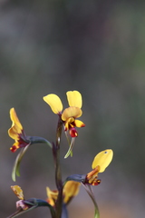 Diuris perialla