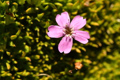 Silene acaulis acaulis