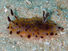 Halgerda wasinensis