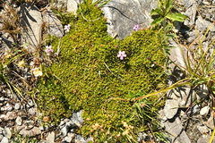 Silene acaulis acaulis