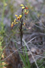 Diuris perialla
