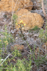 Diuris perialla