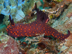 Nembrotha