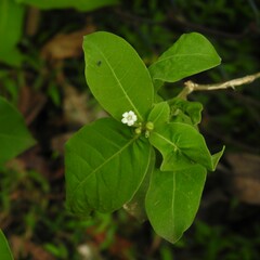 Rauvolfia tetraphylla