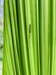 Tetragnatha hasselti