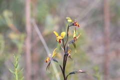 Diuris perialla