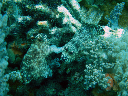 Jorunna rubescens