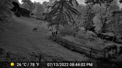 Odocoileus virginianus