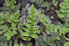 Pleopeltis polypodioides