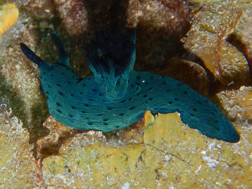 Nembrotha milleri