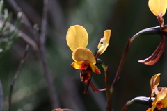 Diuris perialla