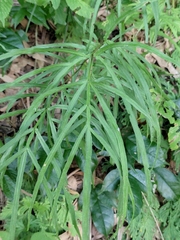 Pteris multifida