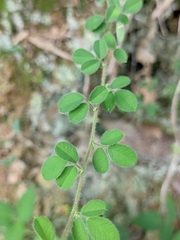 Lespedeza pilosa