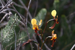 Diuris perialla