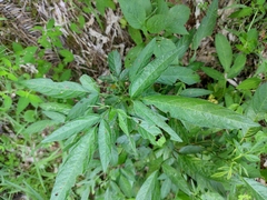 Ohwia caudata