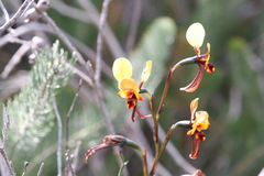Diuris perialla