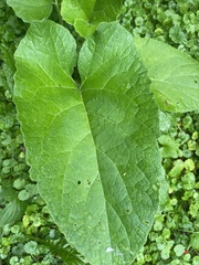 Arctium