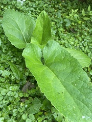 Arctium