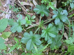 Potentilla kleiniana