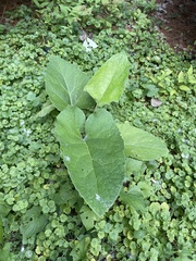 Arctium