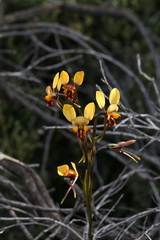 Diuris perialla