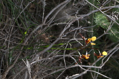 Diuris perialla