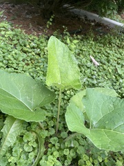 Arctium