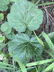 Geum canadense