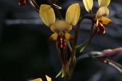 Diuris perialla
