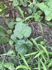 Geum canadense