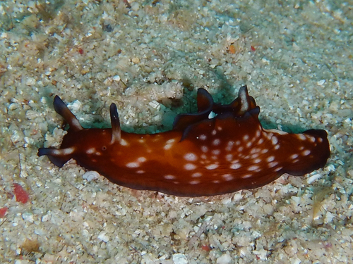 Aplysia ghanimii