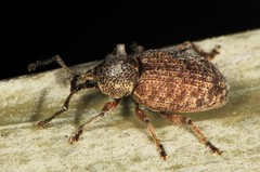 Otiorhynchus singularis