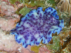 Pseudoceros laingensis