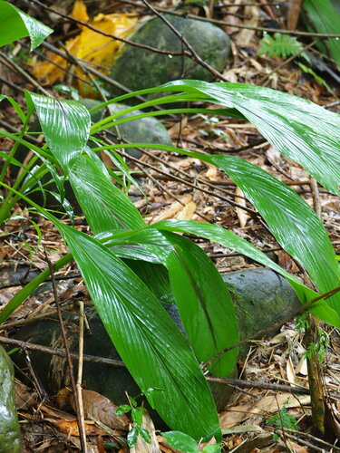 Curcuma longa