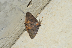 Eulepidotis merricki