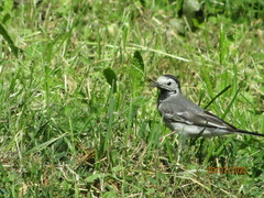 Motacilla alba