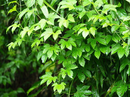 Image of Momordica cochinchinensis by no rights reserved