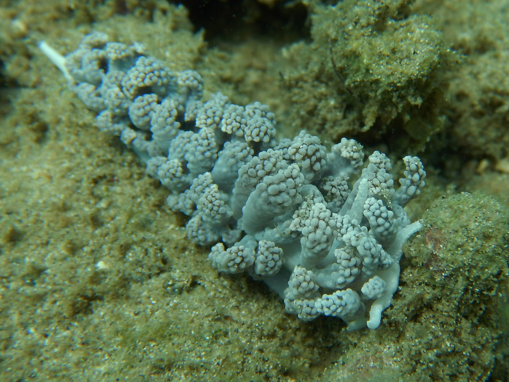 Warty Soft Coral Eater