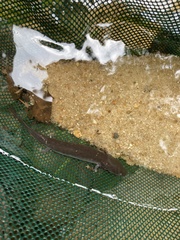 Necturus punctatus