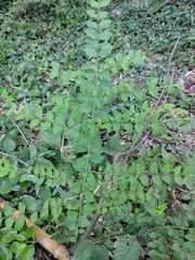 Ligustrum quihoui