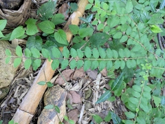 Ligustrum quihoui