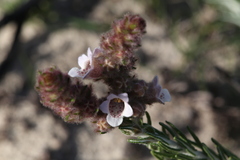Hemiphora bartlingii