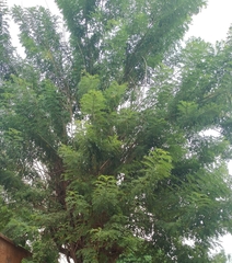 Magnoliopsida